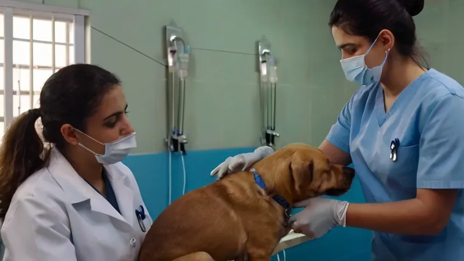 Atendimento a cão internado com acesso venoso